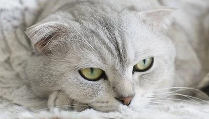 开云平台-字母哥31+14+8内史密斯新高32分 雄鹿赛季横扫步行者