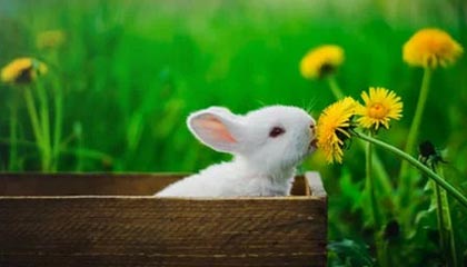 开云平台-字母哥31+14+8内史密斯新高32分 雄鹿赛季横扫步行者